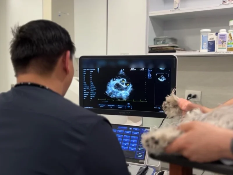 Cardiólogo veterinario de Lomont® revisando en el monitor el ecocardiograma de un perro pequeño, que permanece despierto y sostenido durante el estudio