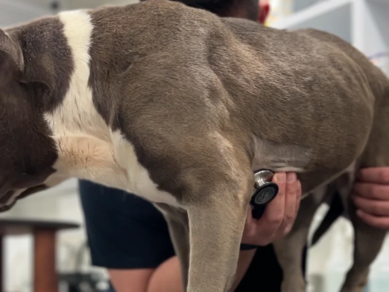 Médico veterinario de Lomont® auscultando el corazón de un perro con estetoscopio como parte de la valoración cardiológica
