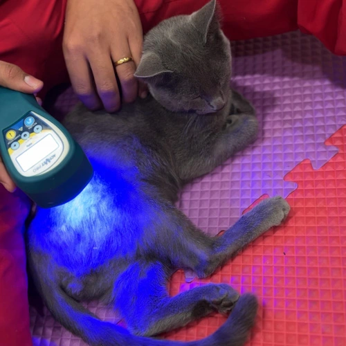 Terapia láser y rehabilitación veterinaria en Lomont