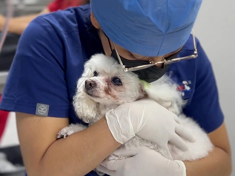 Hospital de Especialidades Veterinarias en Monterrey y Guadalajara