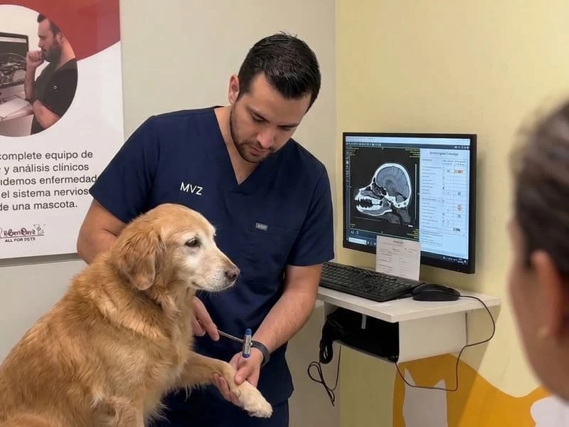 Neurólogo veterinario de Lomont® realizando una exploración neurológica con martillo de reflejos a un golden retriever, junto al monitor con el estudio de imagen del paciente