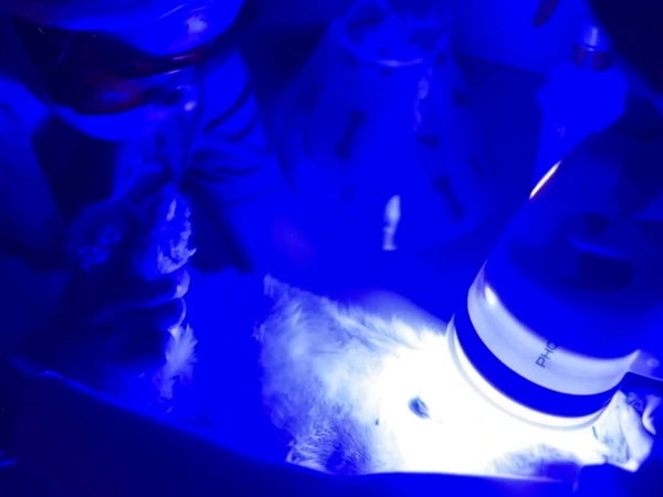 Dermatología veterinaria en Lomont®