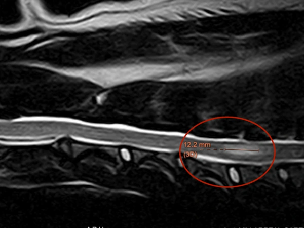 Neurología veterinaria en Lomont®