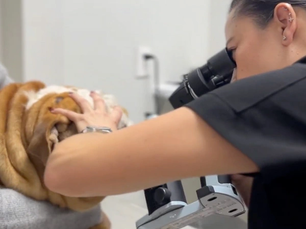 Oftalmología veterinaria — examen ocular en Lomont®