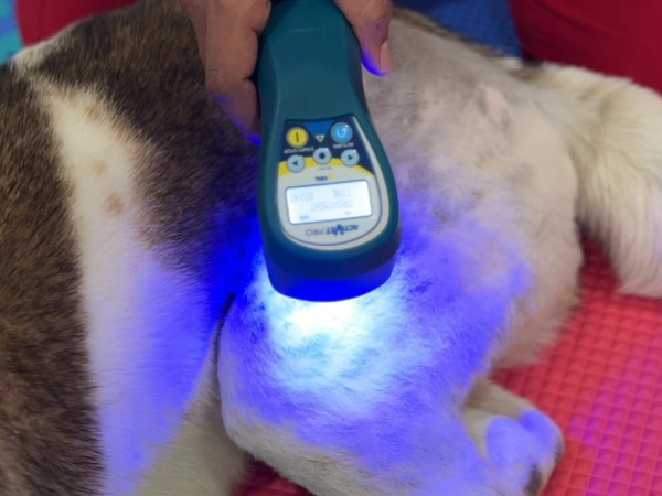 Rehabilitación veterinaria en Lomont®