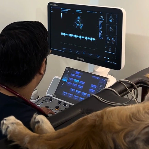 Cardiología veterinaria Lomont
