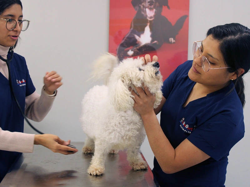 Equipo de especialistas veterinarios Lomont