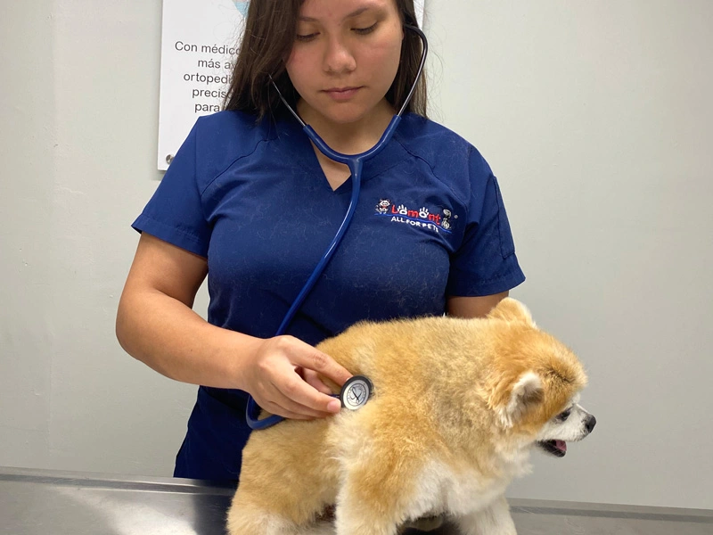 Lomont Hospital Veterinario — dedicados a la salud de tu mascota