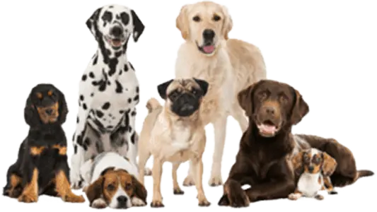 Disciplina — valor Lomont