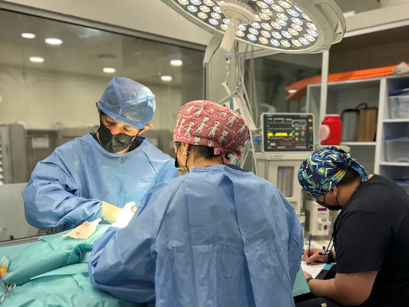 Equipo de especialistas del Hospital Veterinario Lomont® Cumbres durante una cirugía: cirujano veterinario, asistente quirúrgico y anestesiólogo monitoreando al paciente en quirófano