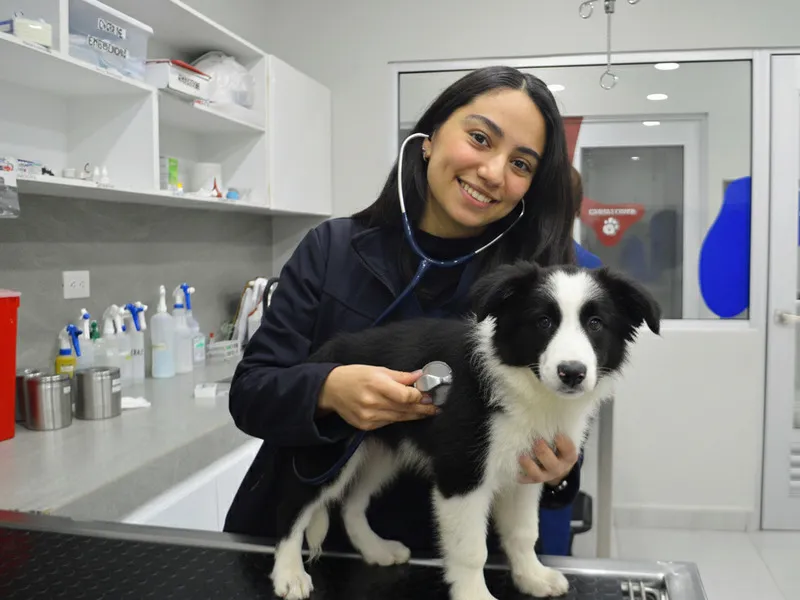 Médica veterinaria del Hospital Veterinario Lomont® La Rioja auscultando con estetoscopio a un cachorro border collie sobre la mesa de exploración durante una consulta