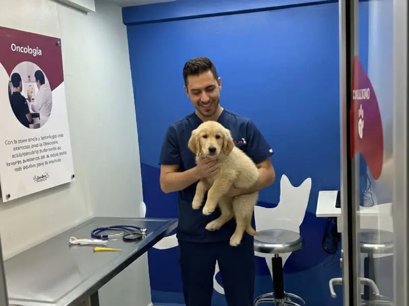 Médico veterinario del Hospital Veterinario Lomont® Vasconcelos sosteniendo a un cachorro golden retriever en el consultorio de la sucursal de San Pedro Garza García
