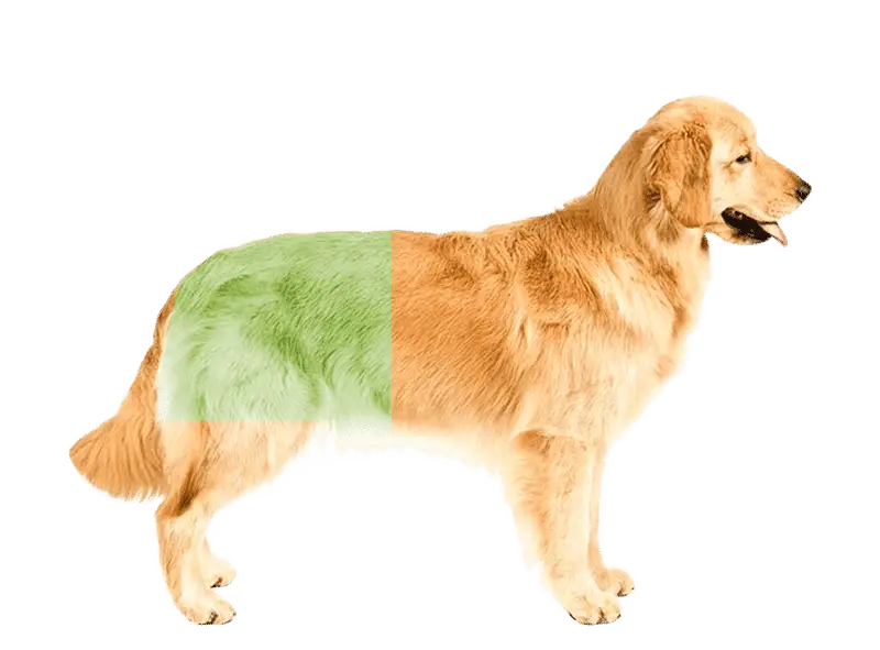 Tomografía veterinaria de abdomen en perro