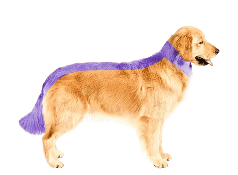 Tomografía veterinaria de columna y cuello en perro