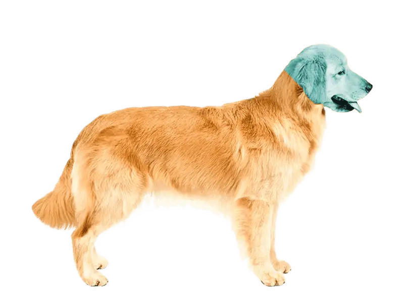 Tomografía veterinaria de cráneo en perro