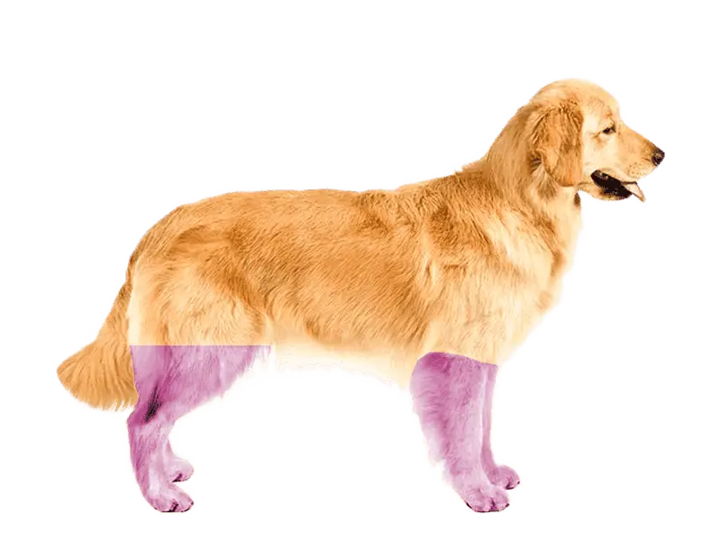 Tomografía veterinaria de extremidades en perro