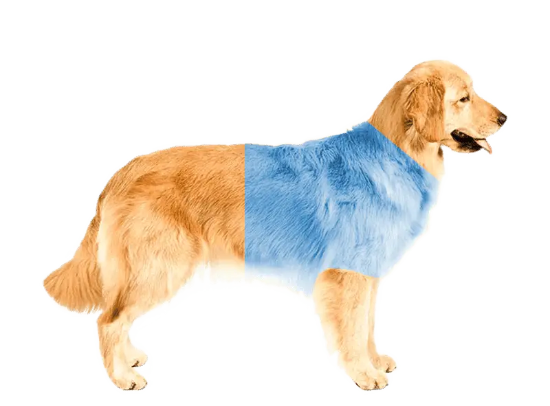 Tomografía veterinaria de tórax en perro