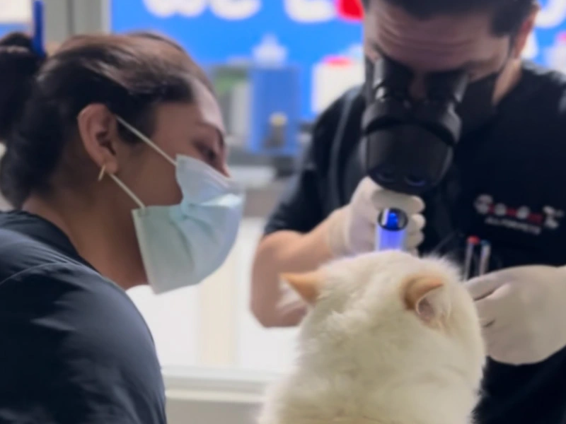 Urgencias Veterinarias 24h en Guadalajara