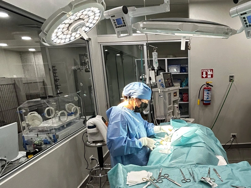 Urgencias Veterinarias 24h en Monterrey y Guadalajara