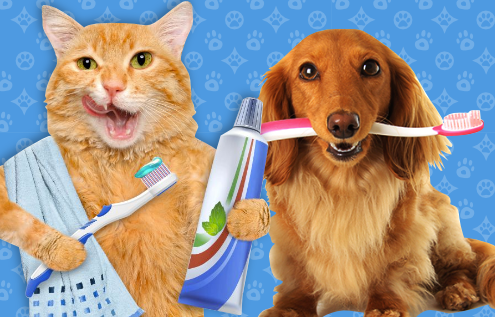 Cuidado dental de las mascotas