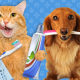 Cuidado dental de las mascotas
